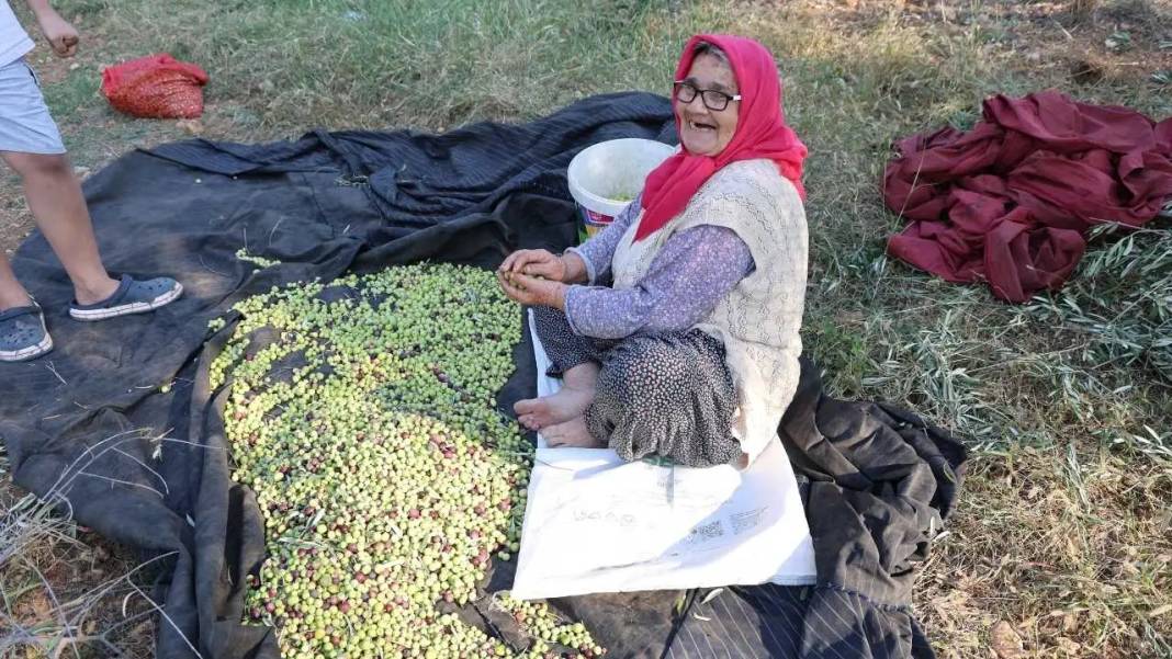 Adana’nın Asırlık Zeytin Ağaçlarında İmece Usulü Hasat Mesaisi! 4